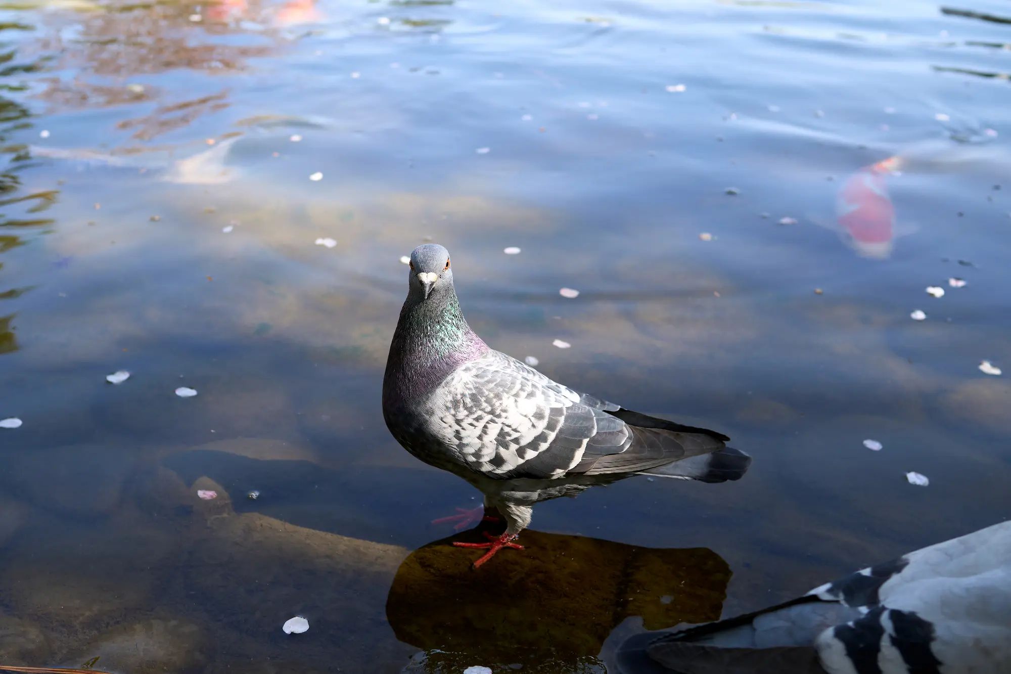 TOP画像1:鳩 TOP画像1:鳩